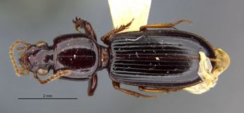 Media type: image;   Entomology 30168 Aspect: habitus dorsal view